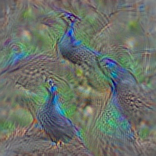n01806143 peacock
